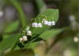 Convallaria majalis