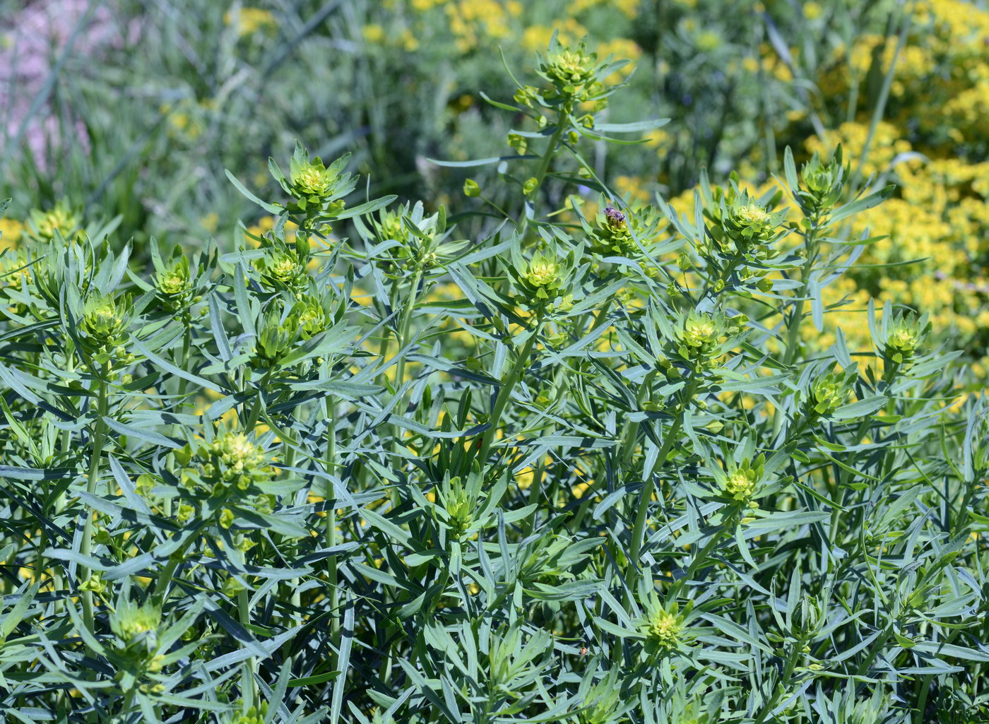 Изображение особи Euphorbia lamprocarpa.