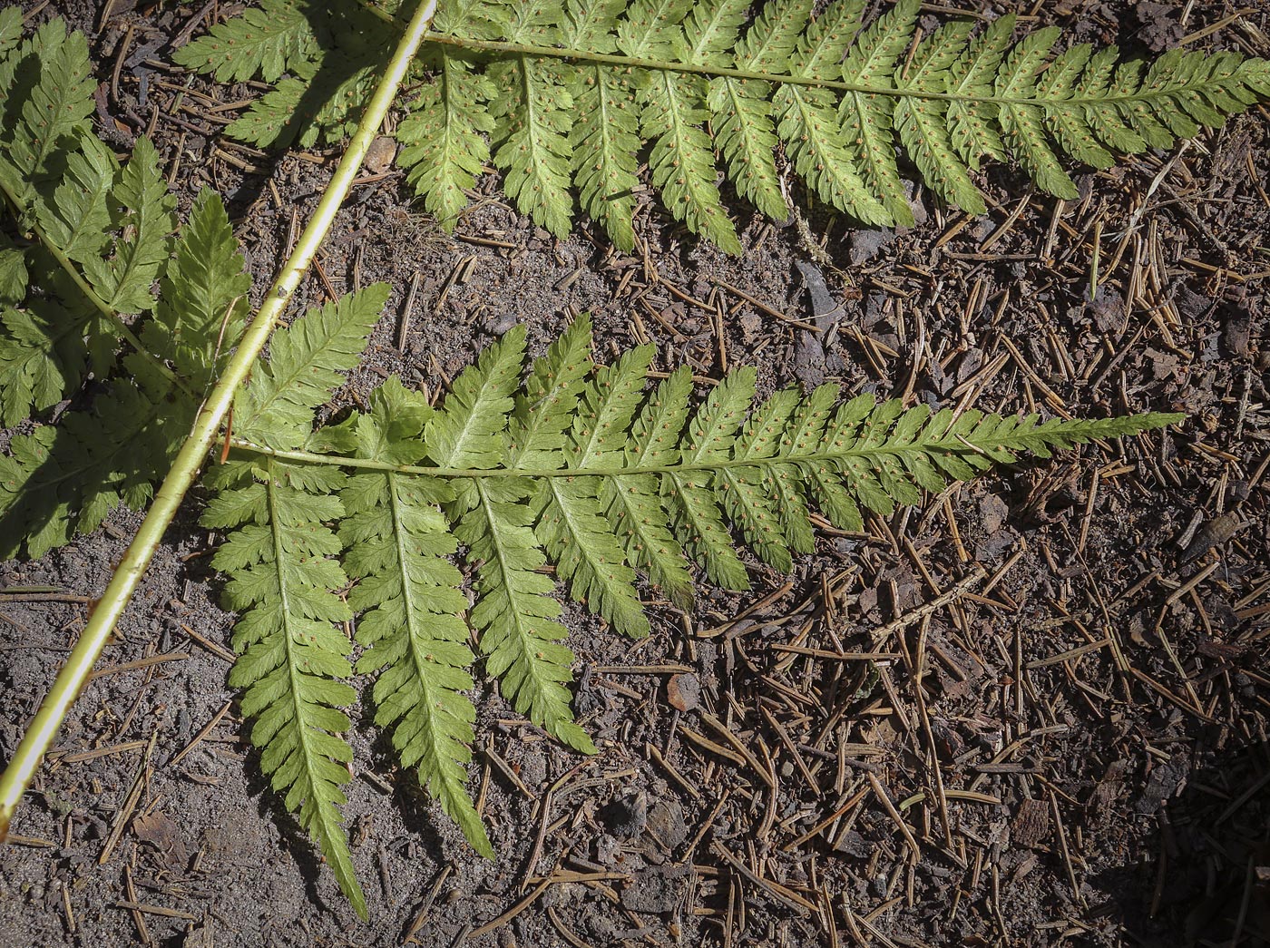 Image of Dryopteris expansa specimen.