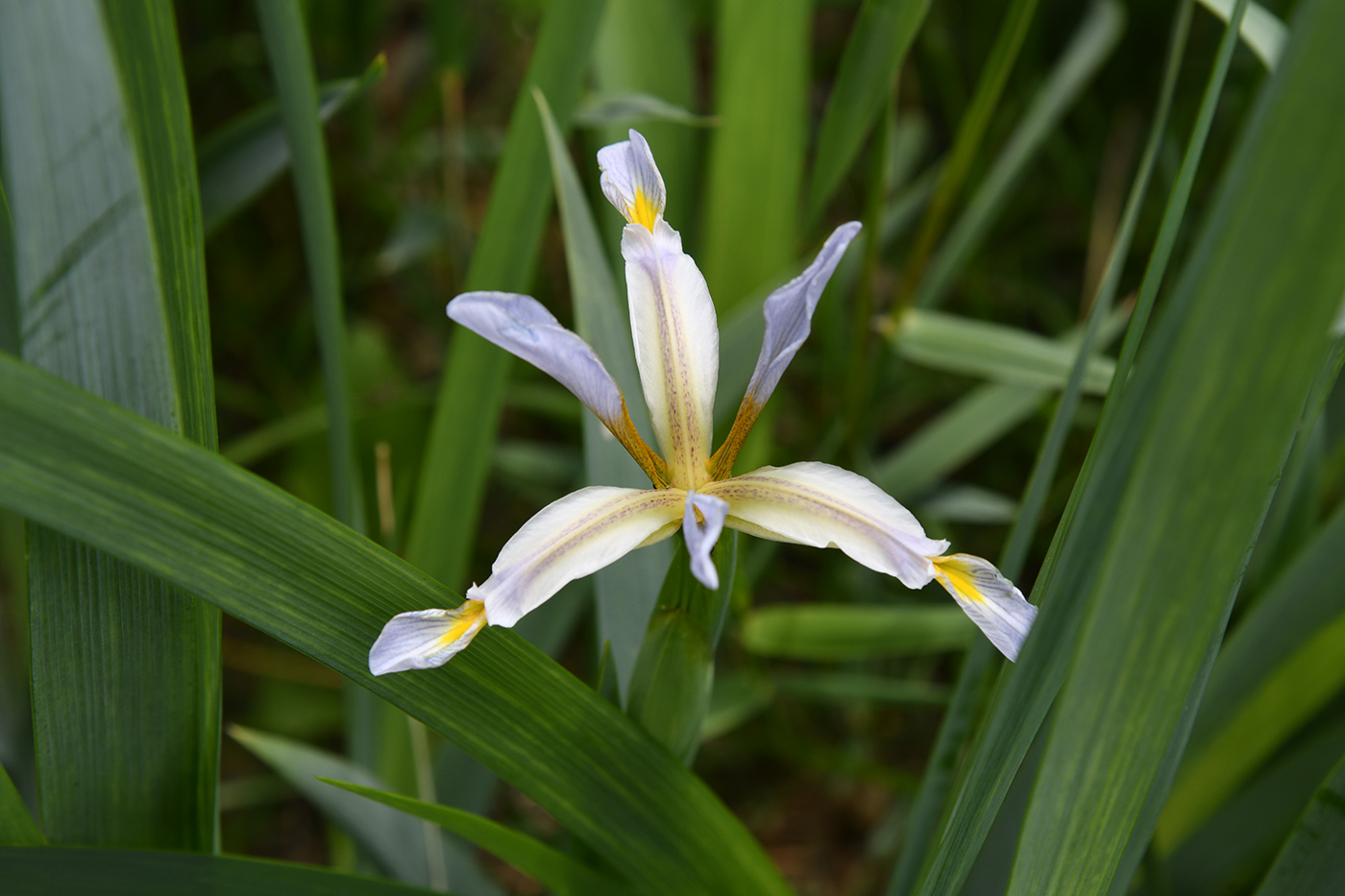 Изображение особи Iris sogdiana.