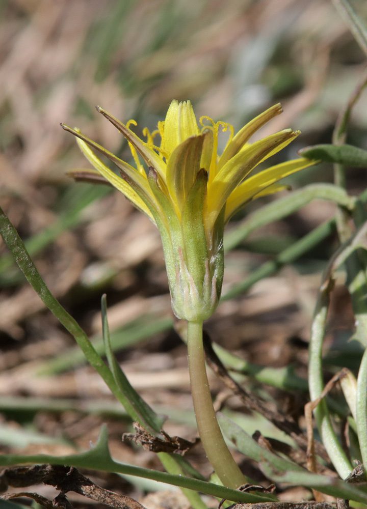 Изображение особи Taraxacum bessarabicum.