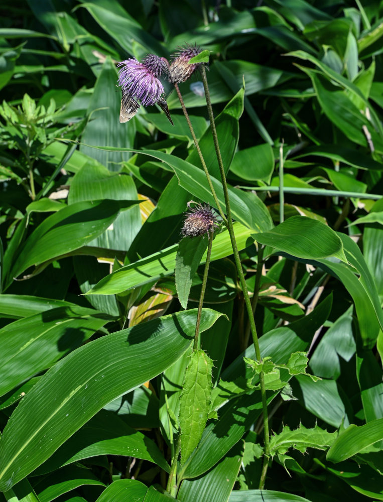 Image of Cirsium weyrichii specimen.