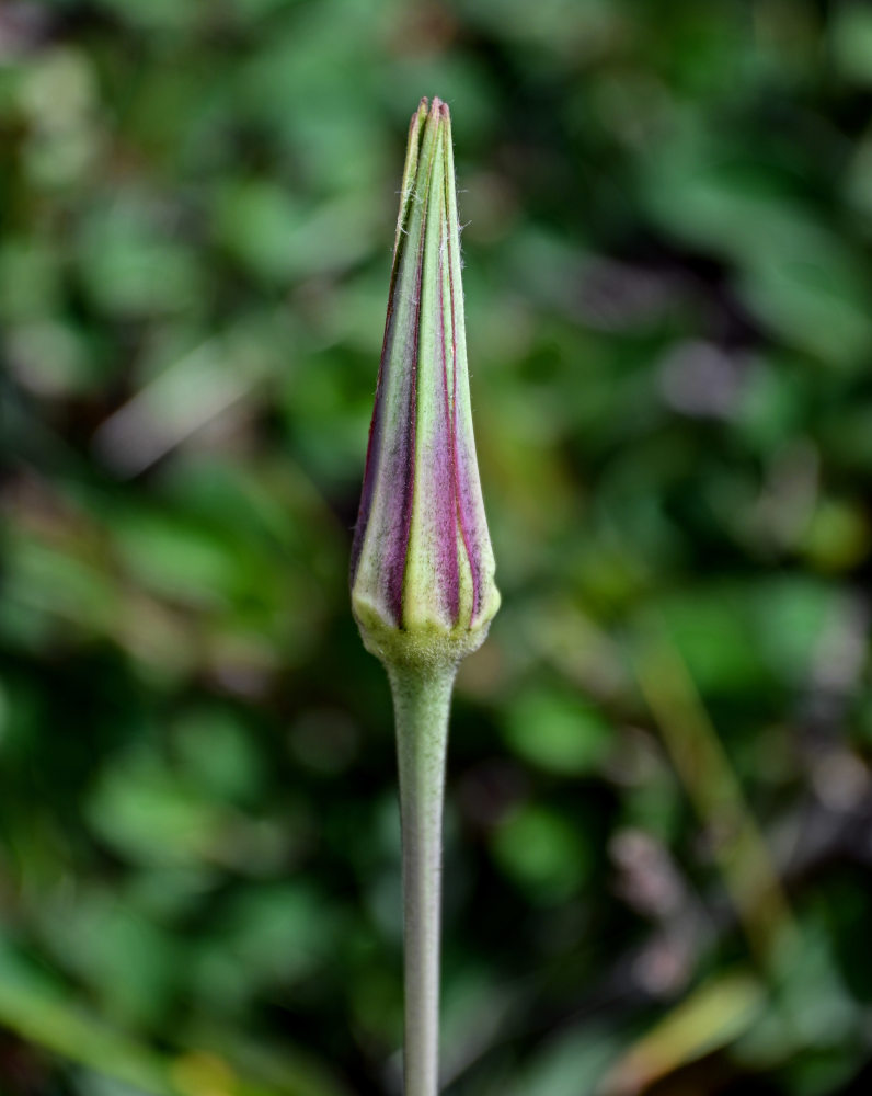 Изображение особи род Tragopogon.