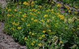 Arnica sachalinensis. Цветущие растения в сообществе с Aconogonon weyrichii. Сахалин, Макаровский гор. округ, бухта Тихая, каменистый склон. 12.08.2023.