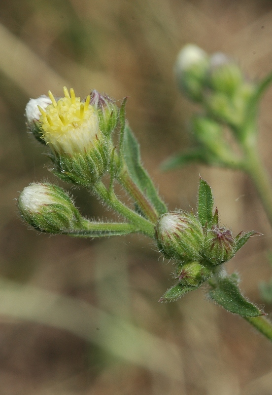 Изображение особи Erigeron khorassanicus.