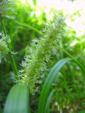 Carex rhynchophysa. Женские соцветия и части листьев. Томск, окр. ж.-д. ст. Томск-Северный, долина ручья, сырой луг. 18.06.2010.