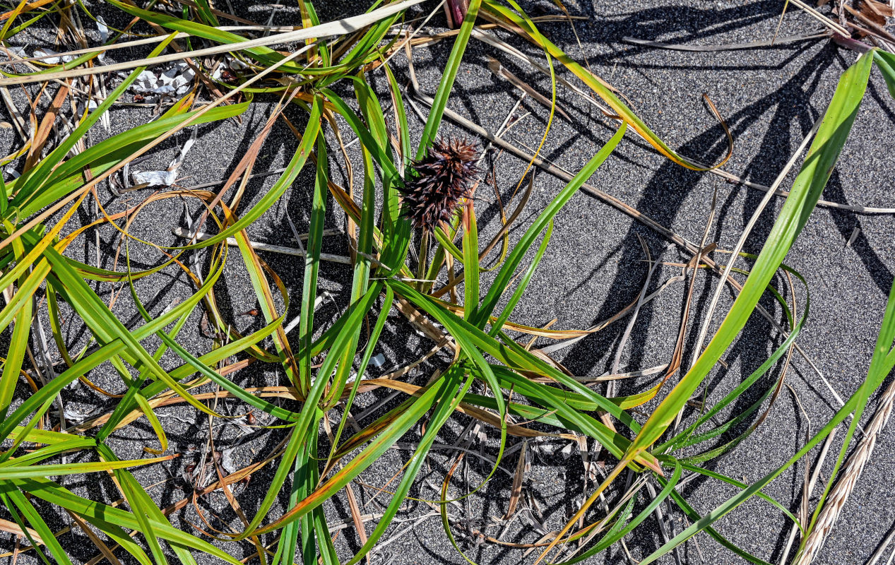 Изображение особи Carex macrocephala.