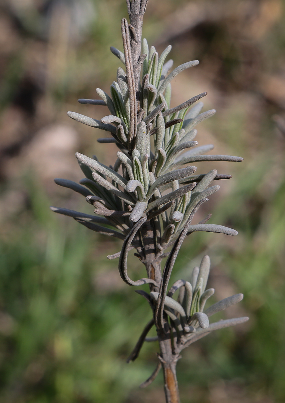 Image of Rosmarinus officinalis specimen.