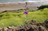 Delphinium hispanicum