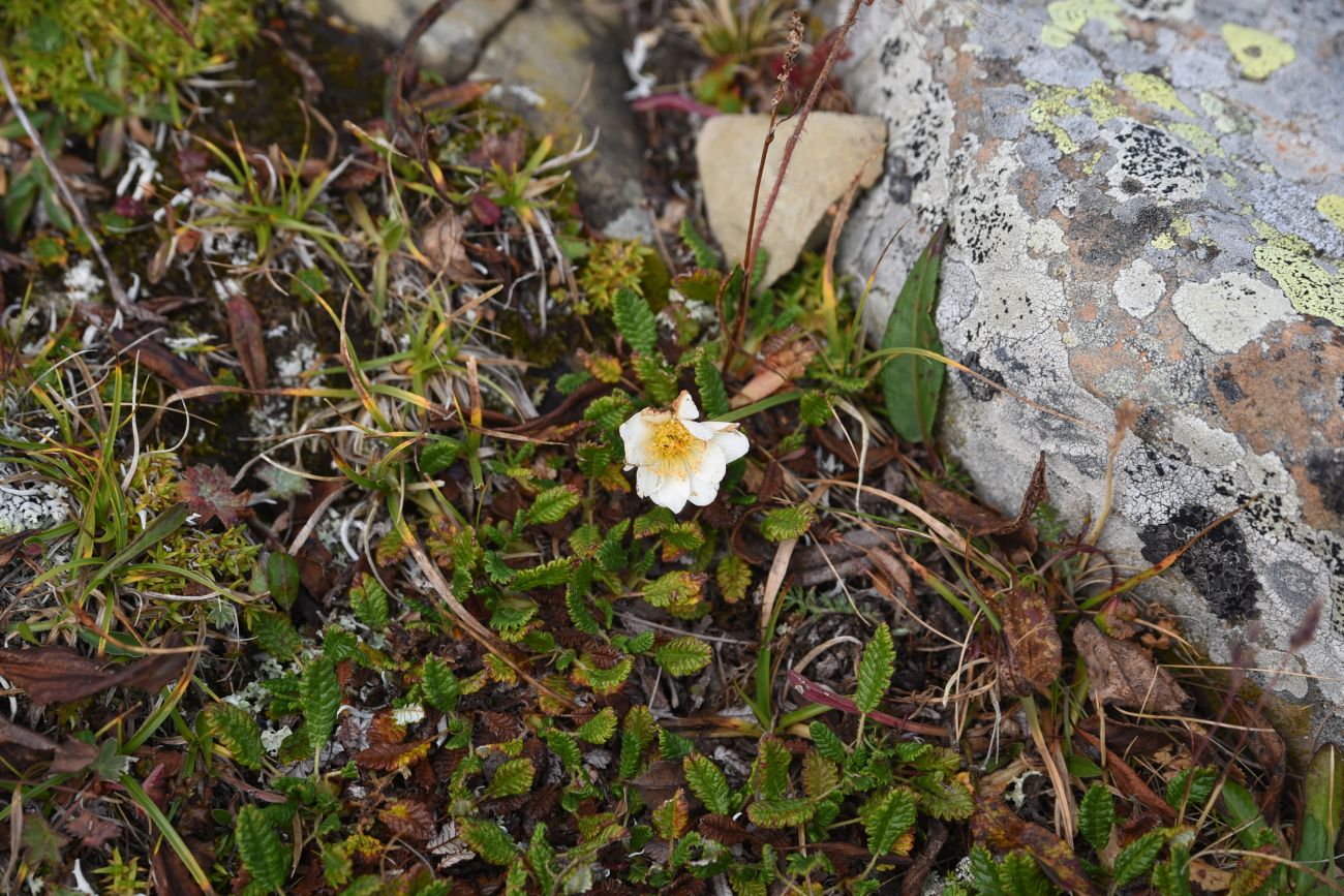 Image of Dryas caucasica specimen.