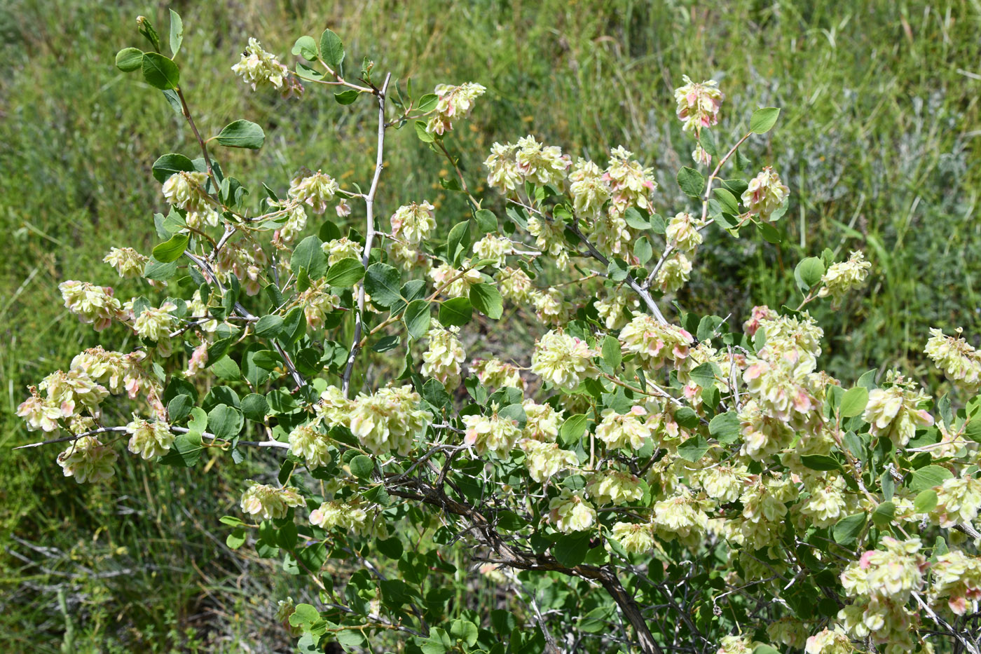 Image of Atraphaxis pyrifolia specimen.