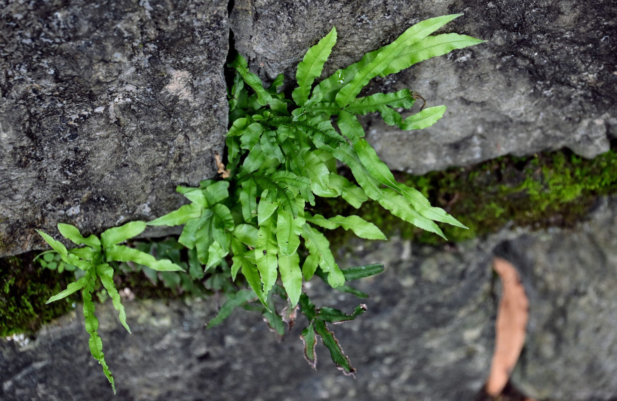 Image of Pteris multifida specimen.