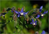 Borago officinalis. Цветки и бутоны. Московская обл., Раменский р-н, окр. дер. Хрипань, садовый участок. 28.07.2024.