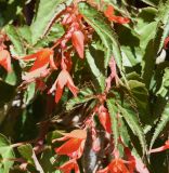 Begonia boliviensis