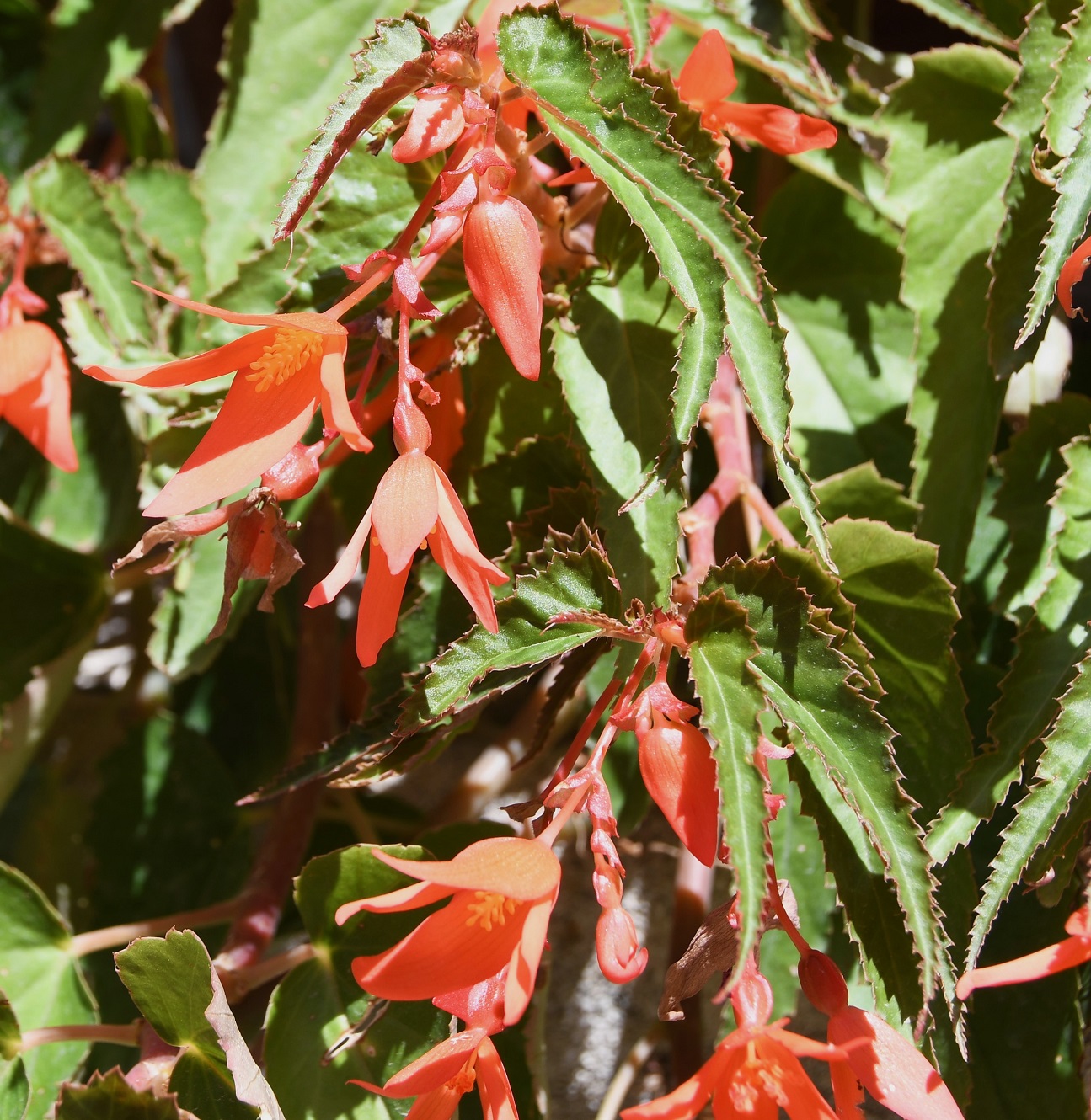 Изображение особи Begonia boliviensis.