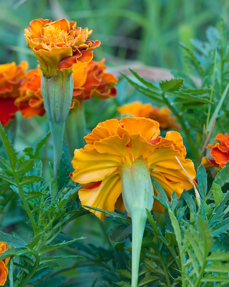 Image of Tagetes patula specimen.