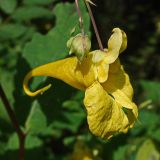 Impatiens maackii. Бутоны и цветок (вид сбоку). Хабаровский край, окр. г. Комсомольск-на-Амуре, Силинский лесопарк. 18.08.2024.