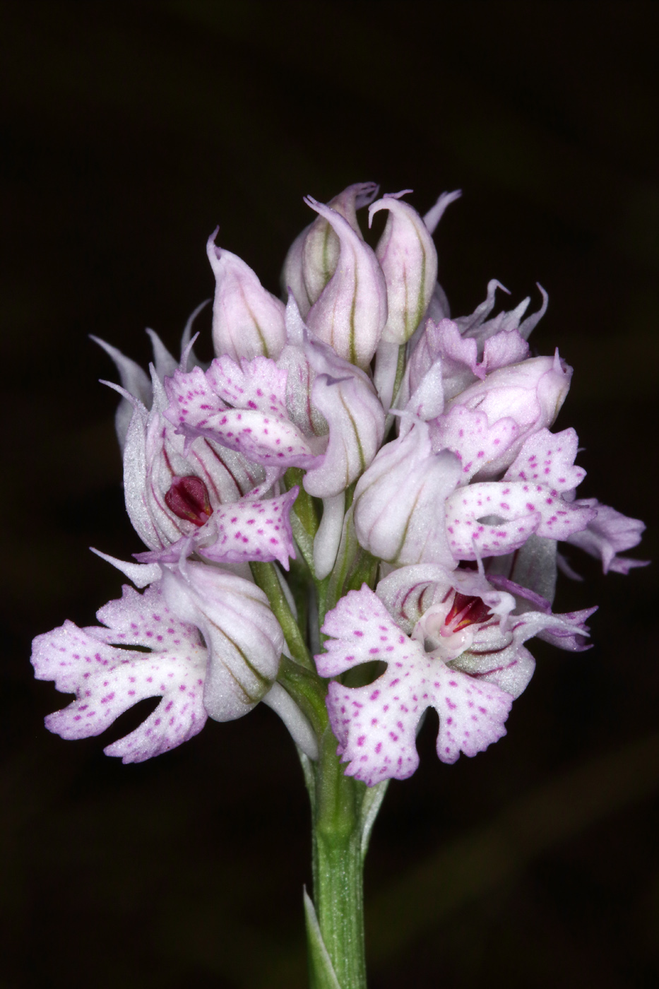 Image of Neotinea tridentata specimen.