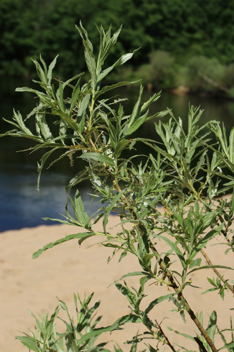 Изображение особи Salix viminalis.