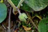 Asarum europaeum