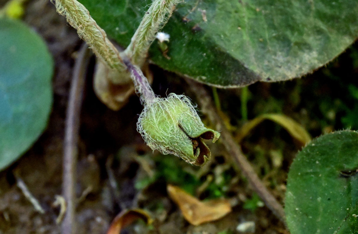 Изображение особи Asarum europaeum.