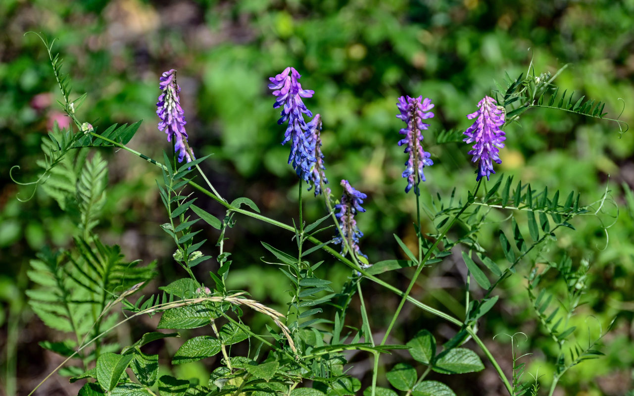 Изображение особи Vicia cracca.