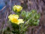 Potentilla semilaciniosa. Соцветие с цветками и бутонами. Крым, Южный Берег, ю-в склон горы Аю-Даг, возле туристической тропы. 25.05.2024.