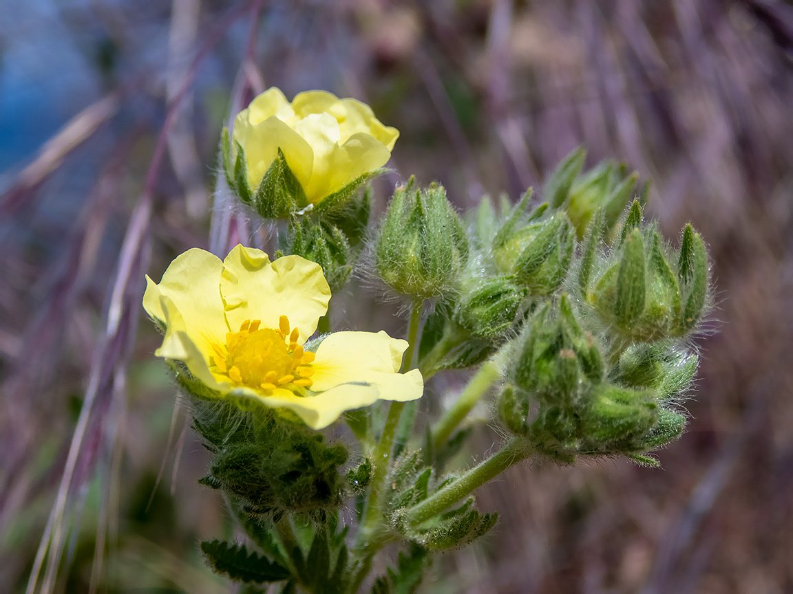 Изображение особи Potentilla semilaciniosa.