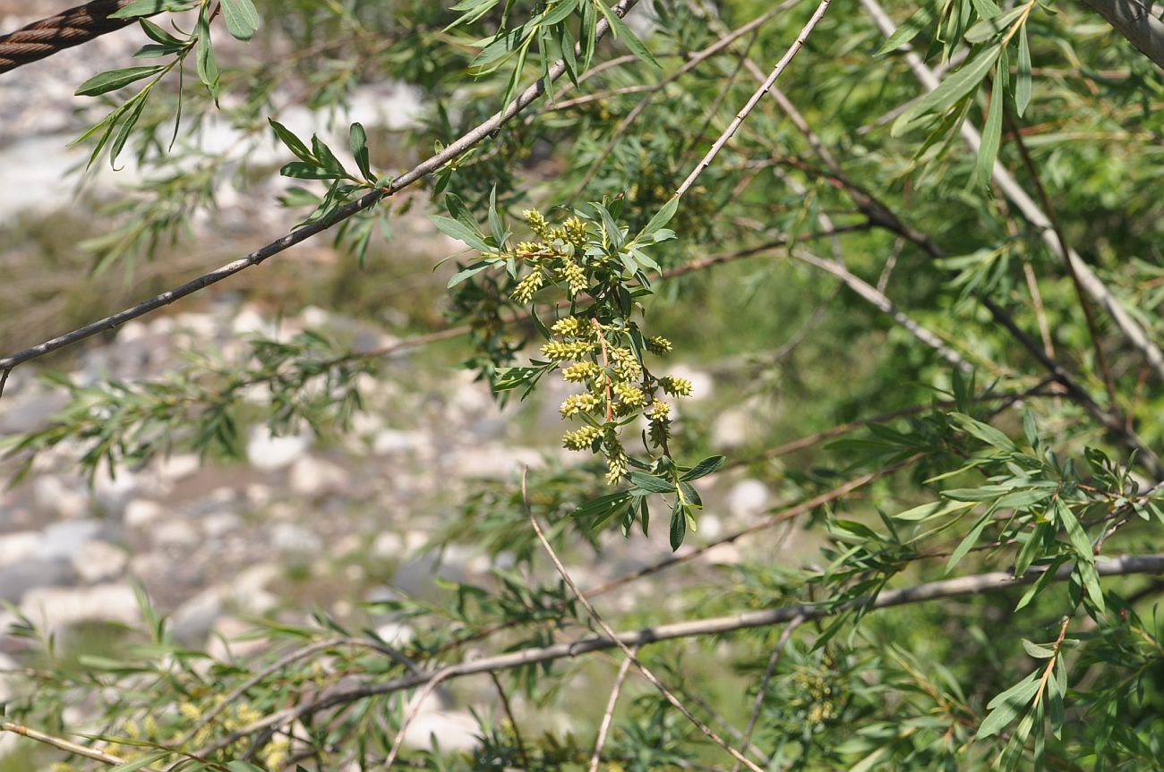 Image of Salix elbursensis specimen.