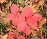 Cotinus coggygria. Побеги молодого растения с листвой в осенней окраске. Краснодарский край, Черноморское побережье Кавказа, г. Новороссийск, западнее с. Мысхако, горный широколиственный лес. 17 ноября 2024 г.