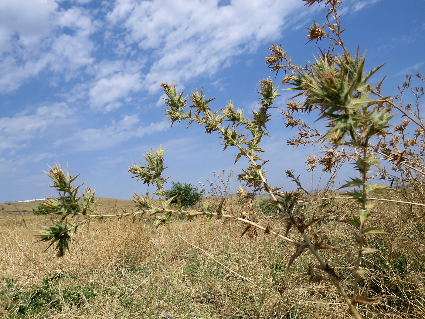 Изображение особи Carthamus lanatus.