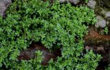 Pilea microphylla