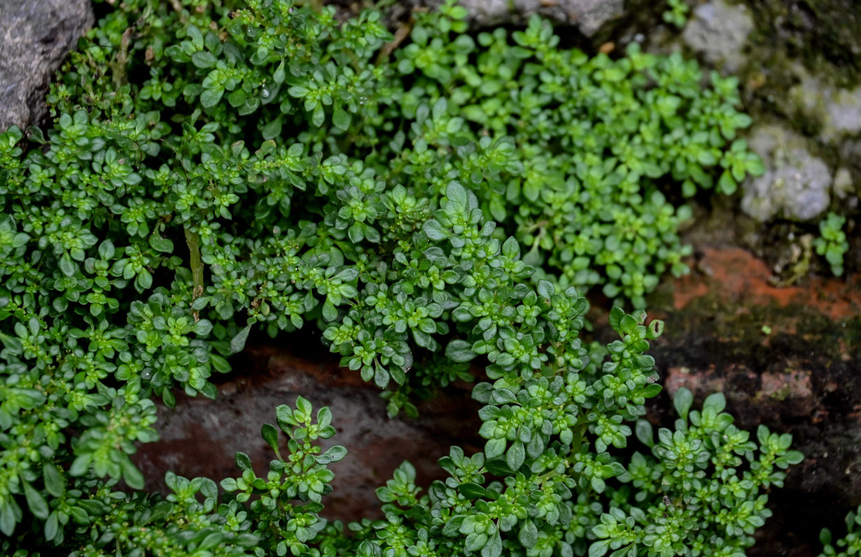 Изображение особи Pilea microphylla.