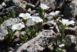 Cerastium lithospermifolium. Цветущие растения. Казахстан, Заилийский Алатау в окр. г. Алматы, Большое Алматинское ущ., р-н Космостанции, ≈3500 м н.у.м., осыпь крупных гранитных обломков. 27 июля 2024 г.