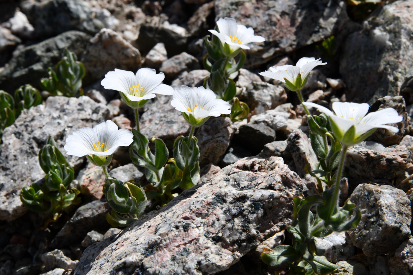 Image of Cerastium lithospermifolium specimen.