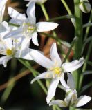 Ornithogalum ponticum. Цветки. Крым, Ленинский р-н, окр. с. Курортное, степь. 12.06.2021.