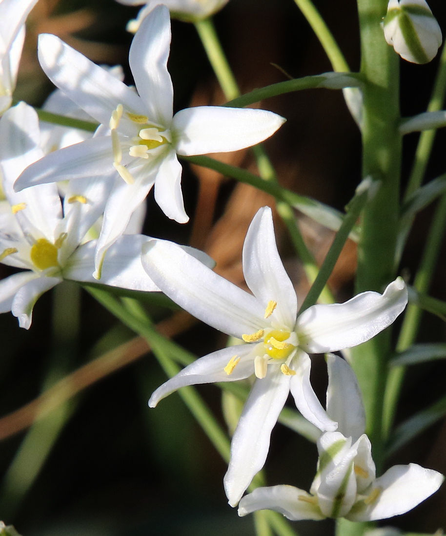 Image of Ornithogalum ponticum specimen.