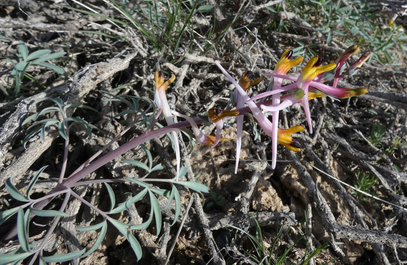 Image of Corydalis ainae specimen.