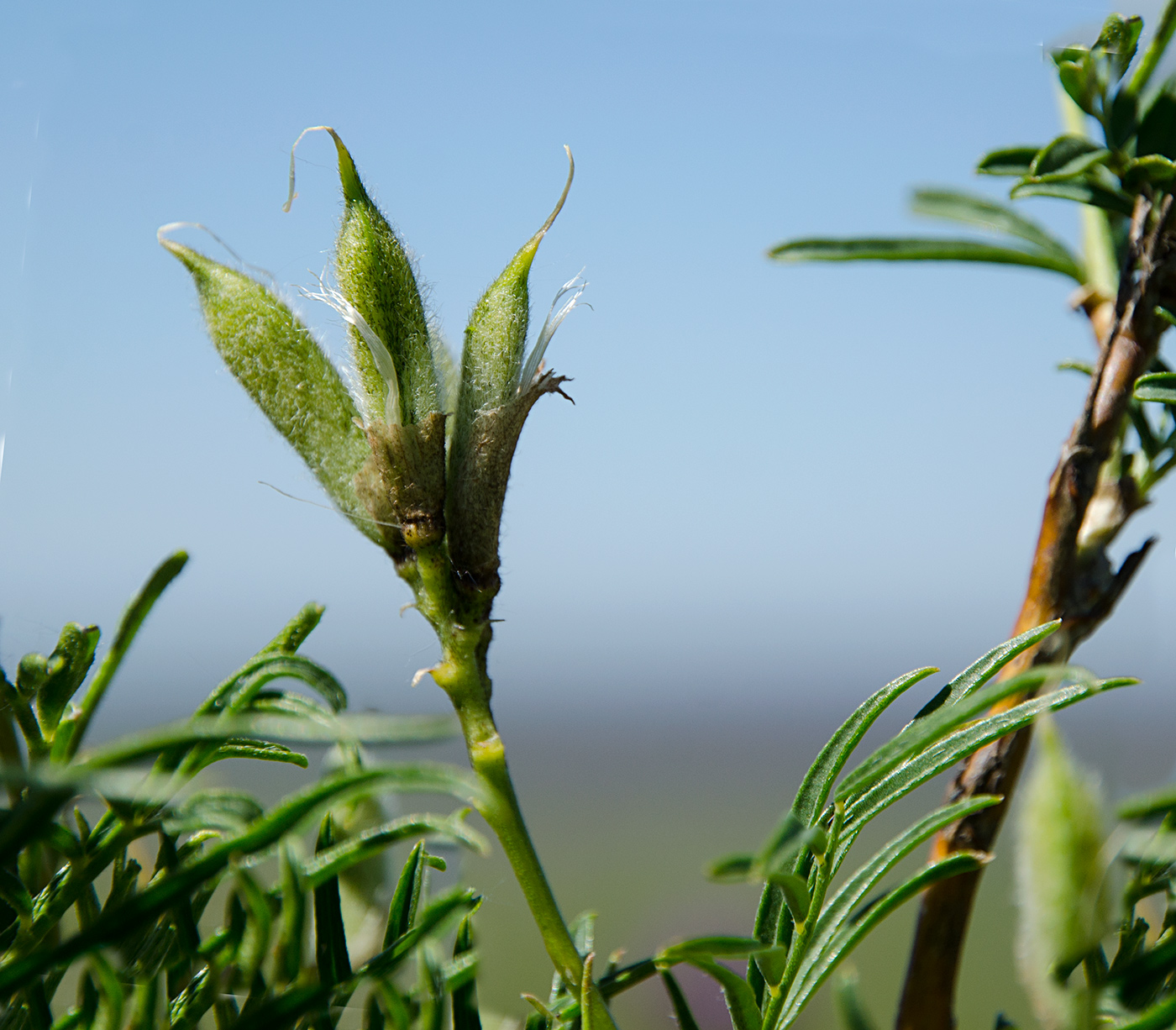 Изображение особи Astragalus oropolitanus.
