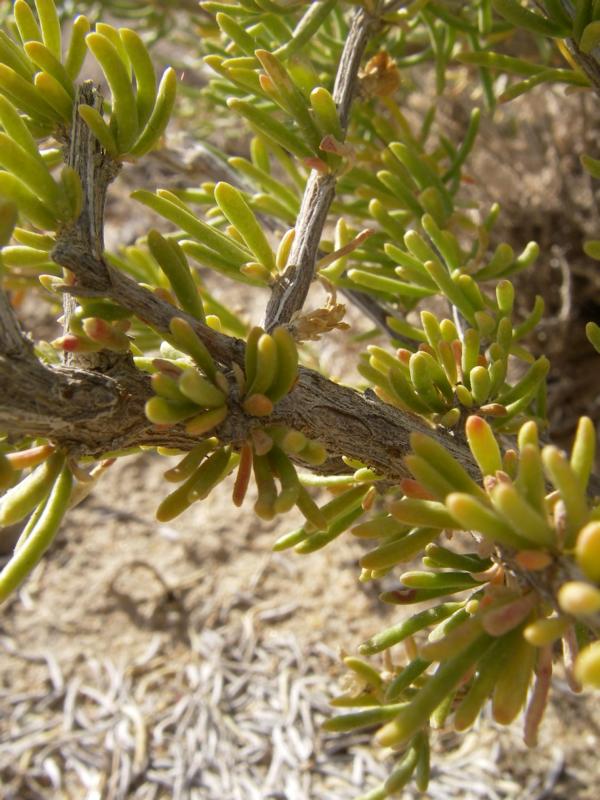 Изображение особи Salsola arbusculiformis.