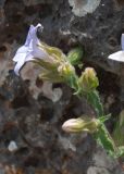 View full-size image Campanula hagielia
