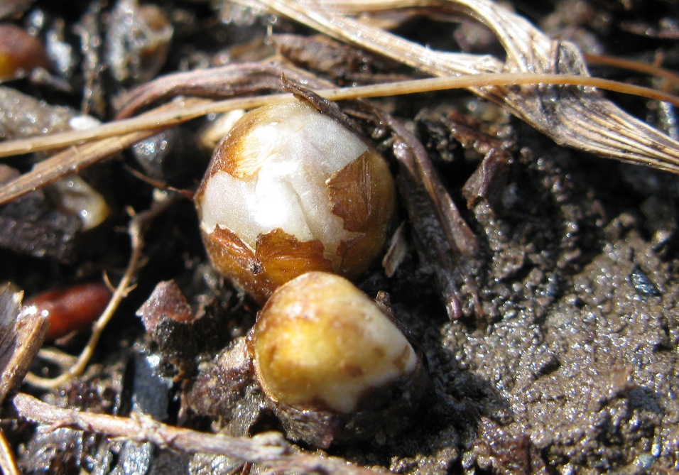 Image of Anemone baicalensis ssp. kebeshensis specimen.