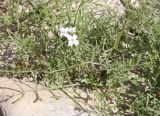 Erucaria microcarpa. Цветущее растение. Израиль, каменистая пустыня на склонах к Мёртвому морю. 22.02.2011.