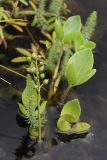 Menyanthes trifoliata