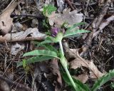 View full-size image Trifolium alpestre