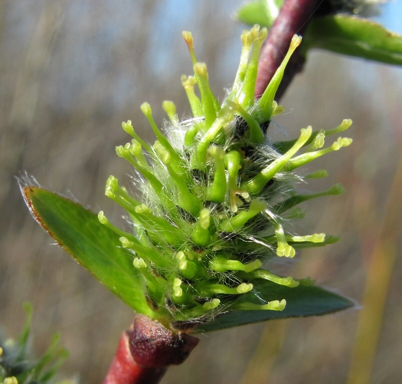 Изображение особи Salix phylicifolia.