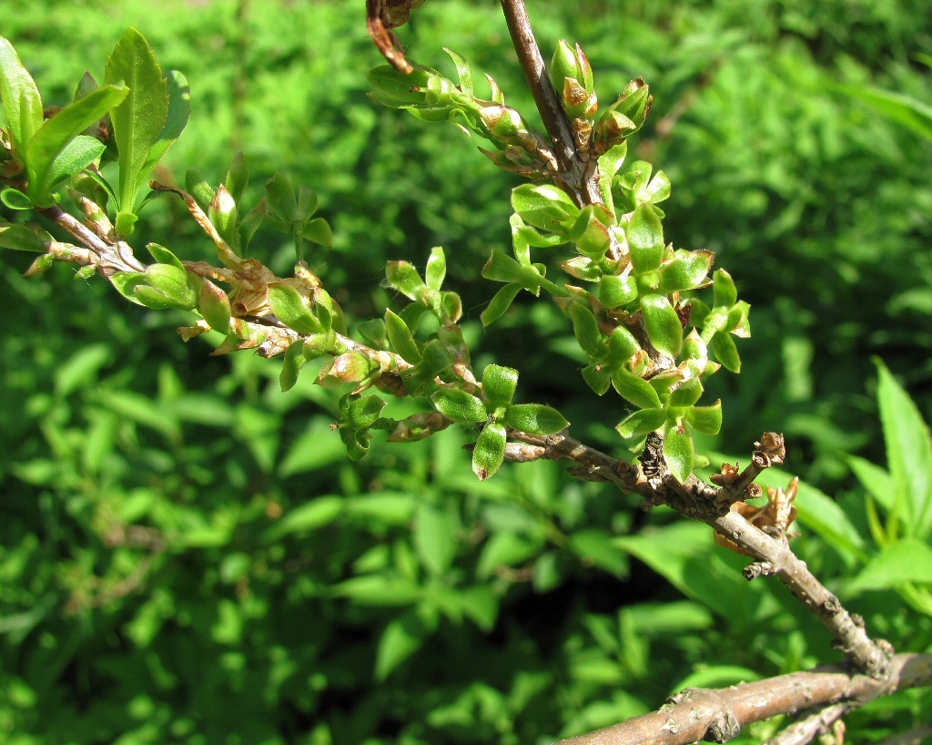 Image of genus Forsythia specimen.