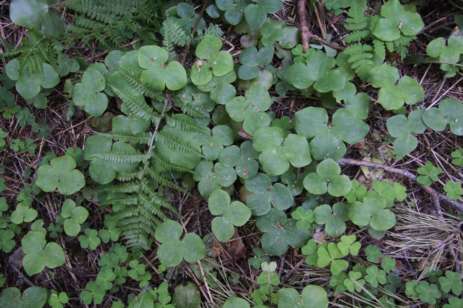 Image of Hepatica nobilis specimen.