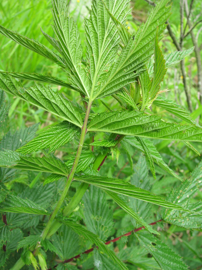 Image of Filipendula ulmaria ssp. denudata specimen.