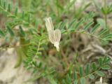 Astragalus guttatus